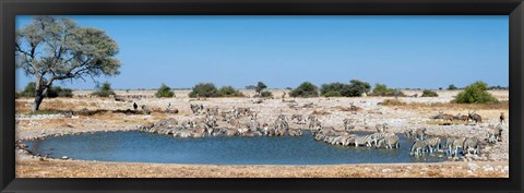 Framed Burchell&#39;s Zebras, Etosha National Park, Namibia Print