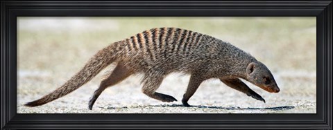 Framed Mongoose, Etosha National Park, Namibia Print