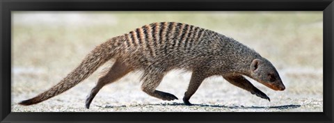 Framed Mongoose, Etosha National Park, Namibia Print