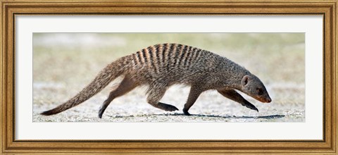 Framed Mongoose, Etosha National Park, Namibia Print