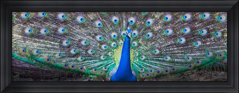 Framed Dancing Peacock, India Print