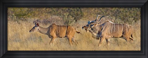 Framed Male and female Greater Kudu, Etosha National Park, Namibia Print
