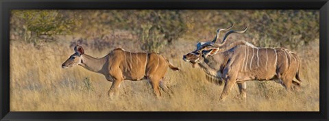 Framed Male and female Greater Kudu, Etosha National Park, Namibia Print