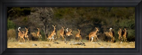 Framed Black-Faced Impala, Etosha National Park, Namibia Print
