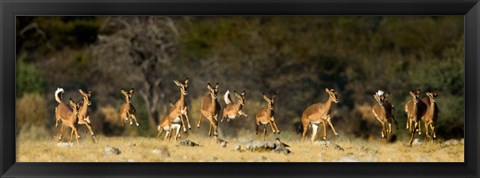 Framed Black-Faced Impala, Etosha National Park, Namibia Print