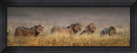 Framed African Lions, Ngorongoro Conservation Area, Tanzania Print