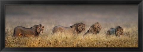 Framed African Lions, Ngorongoro Conservation Area, Tanzania Print