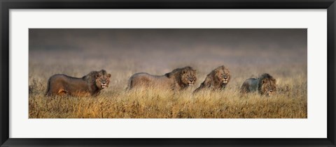 Framed African Lions, Ngorongoro Conservation Area, Tanzania Print