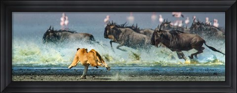 Framed African Lioness, Ngorongoro Conservation Area, Tanzania Print
