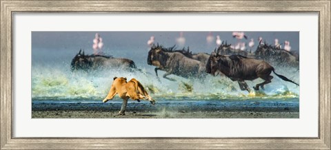 Framed African Lioness, Ngorongoro Conservation Area, Tanzania Print