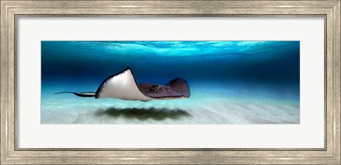 Framed Southern Stingray, Grand Cayman, Cayman Islands Print