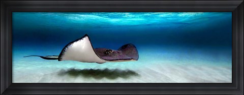 Framed Southern Stingray, Grand Cayman, Cayman Islands Print