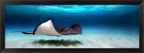 Framed Southern Stingray, Grand Cayman, Cayman Islands Print