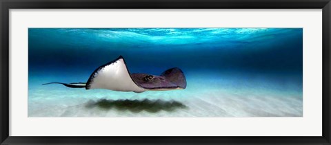 Framed Southern Stingray, Grand Cayman, Cayman Islands Print