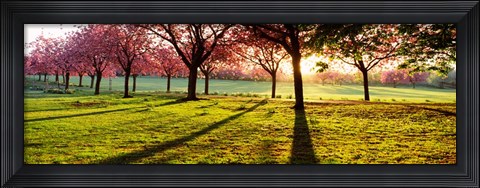 Framed Cherry Blossoms in a Park, England Print