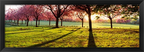 Framed Cherry Blossoms in a Park, England Print