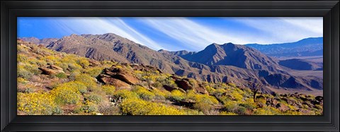Framed Flowering Shrubs, Anza Borrego Desert State Park, California Print