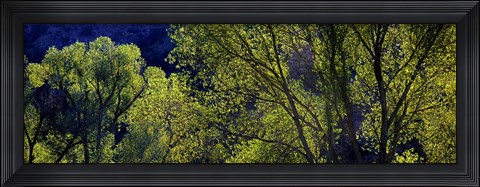 Framed Cottonwood Trees, Gila Hot Springs, New Mexico Print