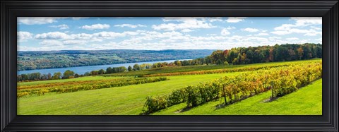 Framed Glenora Vineyard, Seneca Lake, Finger Lakes, New York State Print