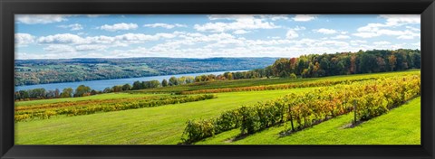 Framed Glenora Vineyard, Seneca Lake, Finger Lakes, New York State Print