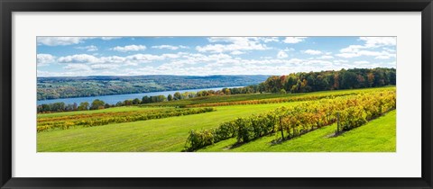 Framed Glenora Vineyard, Seneca Lake, Finger Lakes, New York State Print