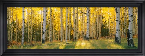 Framed Coconino National Forest, Arizona Print