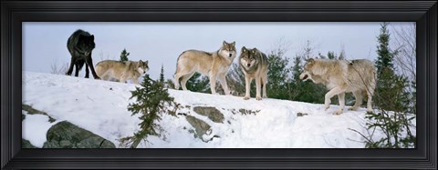 Framed Gray wolves, Massey, Ontario, Canada Print