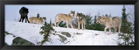 Framed Gray wolves, Massey, Ontario, Canada Print