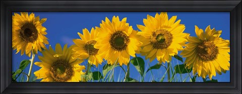 Framed Sunflowers in a Row Print