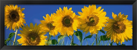Framed Sunflowers in a Row Print