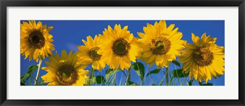 Framed Sunflowers in a Row Print