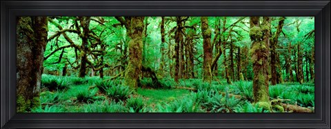Framed Rain Forest, Olympic National Park, Washington State Print