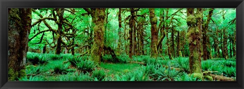 Framed Rain Forest, Olympic National Park, Washington State Print