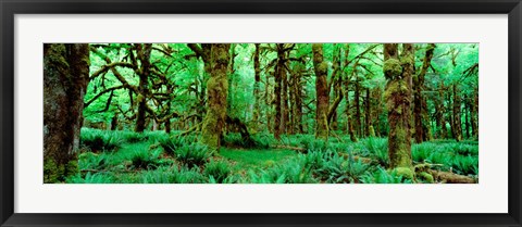 Framed Rain Forest, Olympic National Park, Washington State Print