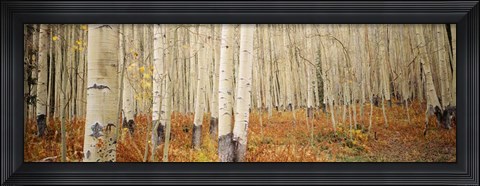 Framed Aspen, Colorado Print