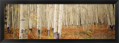 Framed Aspen, Colorado Print