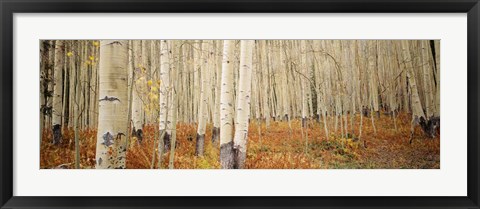 Framed Aspen, Colorado Print