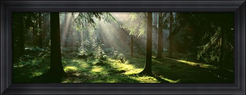Framed Forest, Uppland, Sweden Print