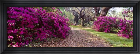 Framed Magnolia Plantation and Gardens, Charleston, South Carolina Print