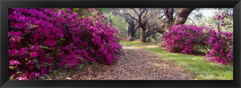 Framed Magnolia Plantation and Gardens, Charleston, South Carolina Print