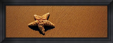 Framed Starfish, Malibu, California Print