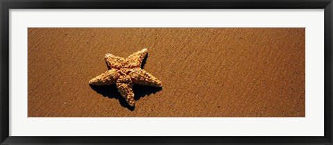 Framed Starfish, Malibu, California Print