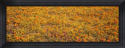 Framed Poppy Reserve Mojave Desert, California Print