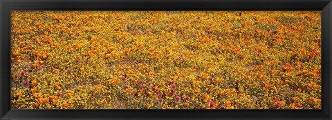 Framed Poppy Reserve Mojave Desert, California Print