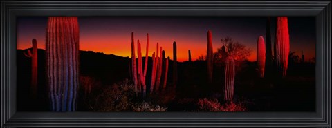 Framed Organ Pipe National Park AZ Print