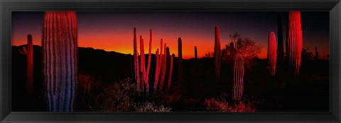 Framed Organ Pipe National Park AZ Print