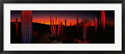 Framed Organ Pipe National Park AZ Print