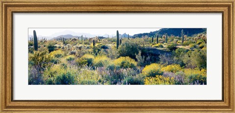 Framed Desert AZ Print