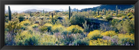 Framed Desert AZ Print