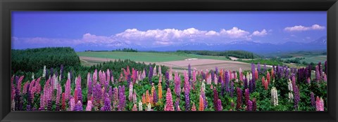 Framed Lupines Hokkaido, Japan Print